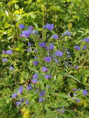 Echium vulgare