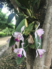 Cattleya trianae