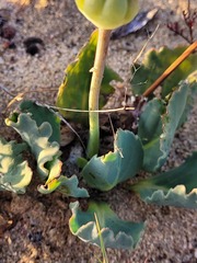 Othonna auriculifolia