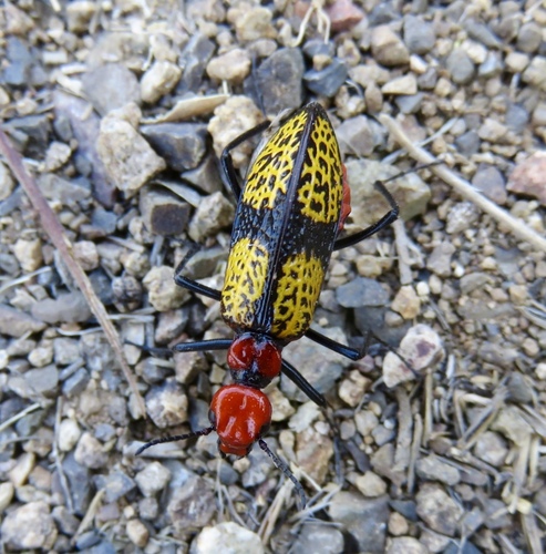 Iron Cross Blister Beetle
