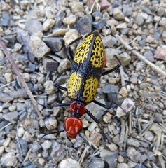 Tegrodera aloga