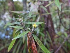 Corokia buddleioides