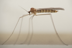 Trichocera annulata