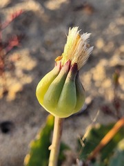 Othonna auriculifolia