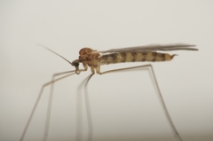Trichocera annulata