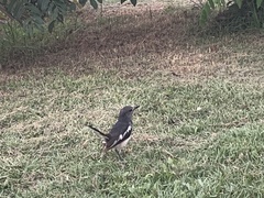 Copsychus saularis saularis