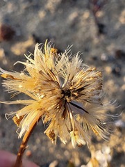 Othonna auriculifolia
