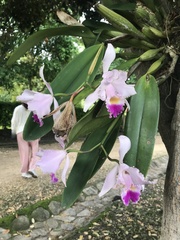 Cattleya trianae