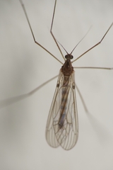Trichocera annulata