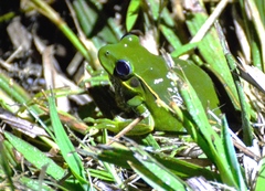 Boana marginata