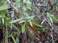 Corokia buddleioides