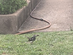 Copsychus saularis saularis