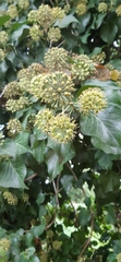 Hedera helix