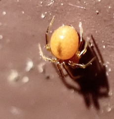 Thymoites unimaculatus