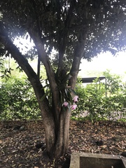 Cattleya trianae