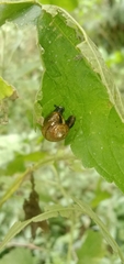 Ventridens ligera