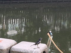 Copsychus saularis saularis