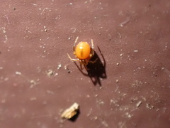 Thymoites unimaculatus