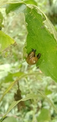 Ventridens ligera
