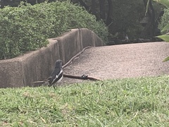 Copsychus saularis saularis