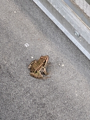 Pelophylax ridibundus