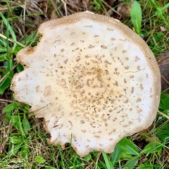 Amanita rubescens