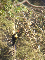 Campephilus leucopogon