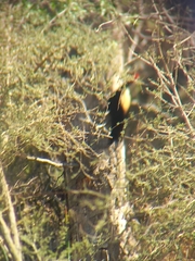 Campephilus leucopogon