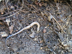 Ablepharus rueppellii