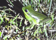 Boana marginata