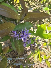 Petrea