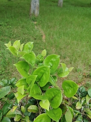 Smilax china