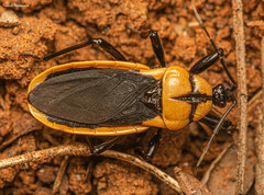 Ectrichodia crux
