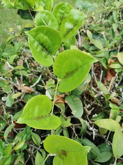 Smilax china