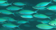 Pterocaesio tessellata