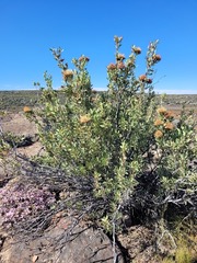 Protea glabra