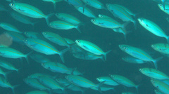 Pterocaesio tessellata