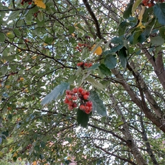 Scandosorbus intermedia