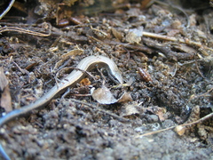 Ablepharus rueppellii