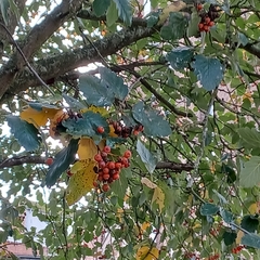 Scandosorbus intermedia