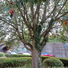 Scandosorbus intermedia