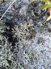 Cladonia leporina