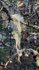 Usnea longissima