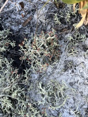 Cladonia leporina