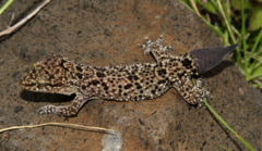 Hemidactylus