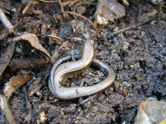 Ablepharus rueppellii