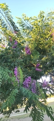 Lonchocarpus