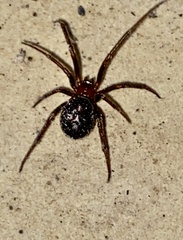 Steatoda