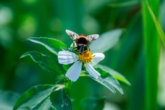 Phytomia