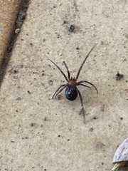 Steatoda